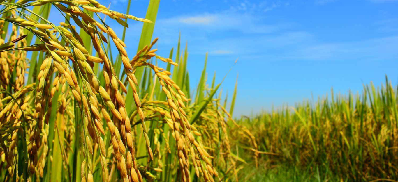 Agrochemical